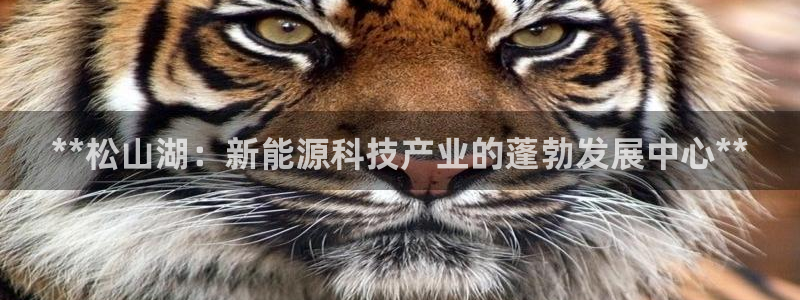 sunbet燃气灶