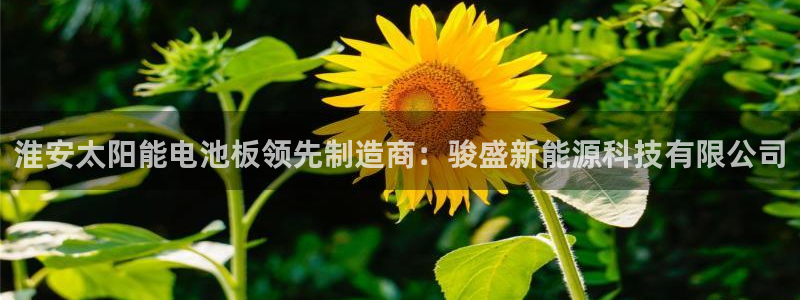 sunbet手机端