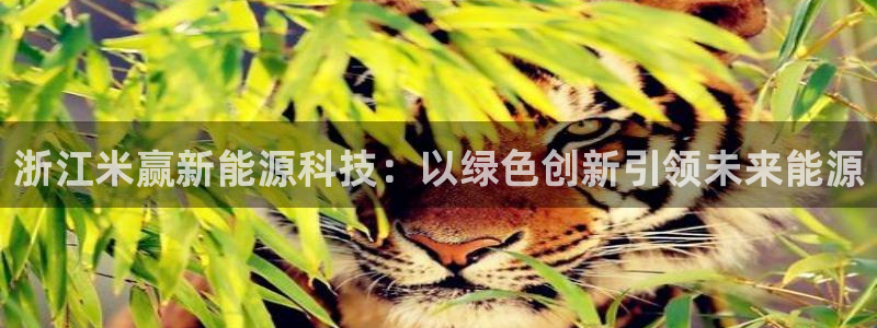 sunbet英语翻译